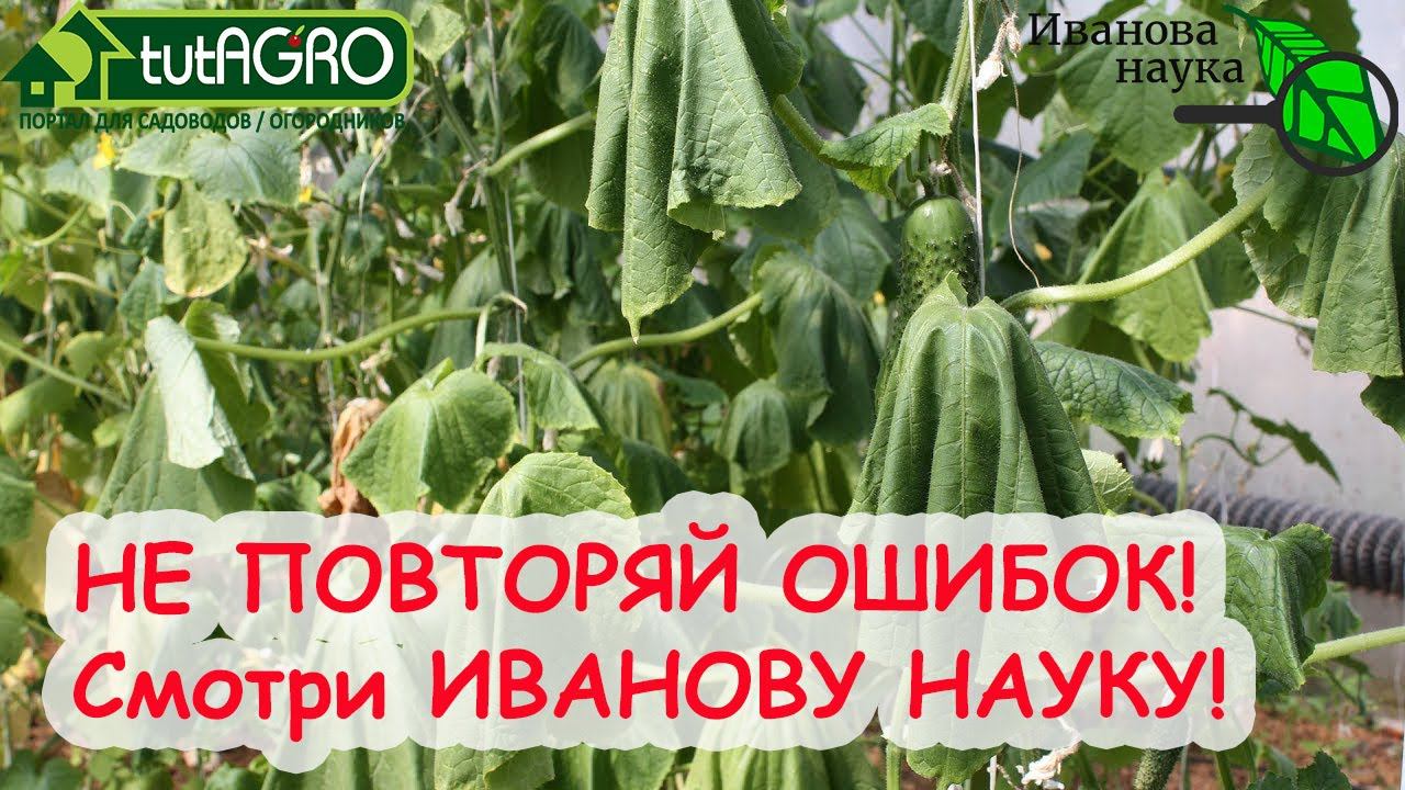 РОКОВАЯ ОШИБКА в ПОДКОРМКЕ РАСТЕНИЙ! ДАЖЕ ОПЫТНЫЕ ошибаются! Если накосячил, ВОТ КАК все ИСПРАВИТЬ!