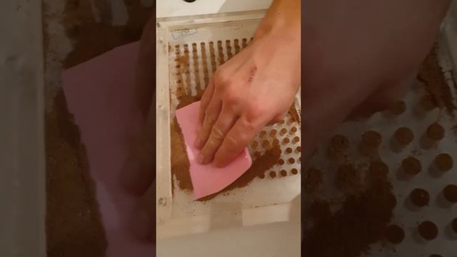 Кыст аль хинди (костус) в капсулах | процесс капсулирования |