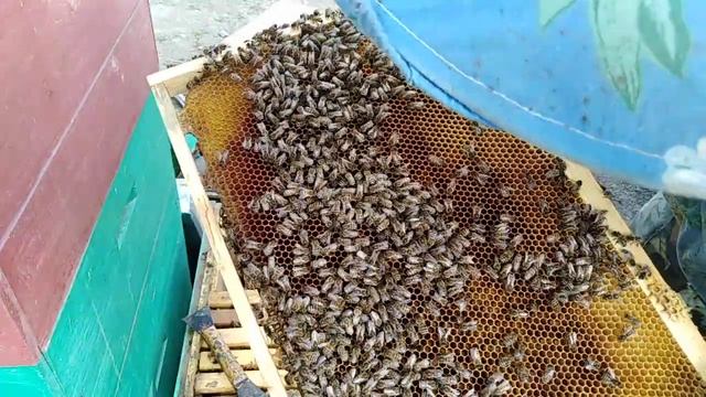 Плесень В улье/что скормами/Пчеловодство 2020
