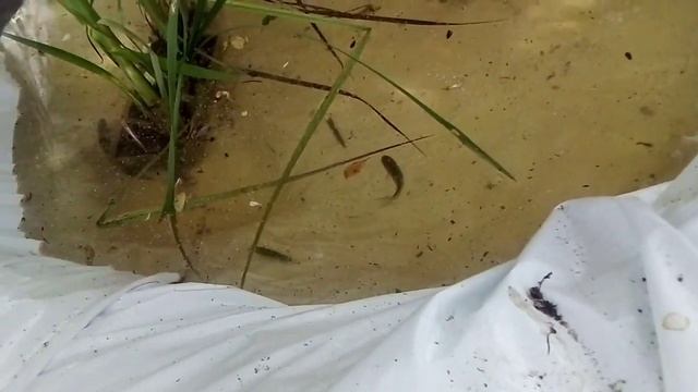 Запуск карася в пруд из пленки