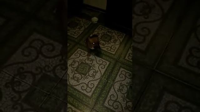 Самый умный щенок.Стафф 2 мес выполняет команды...