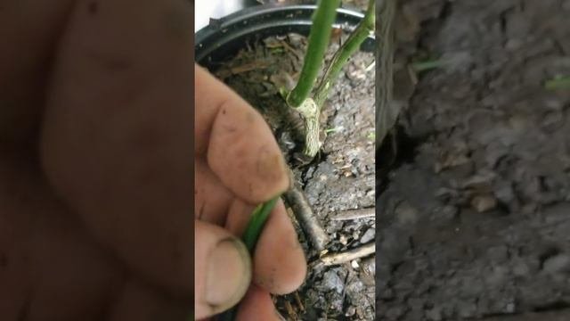 Grafting Nagami Kumquat