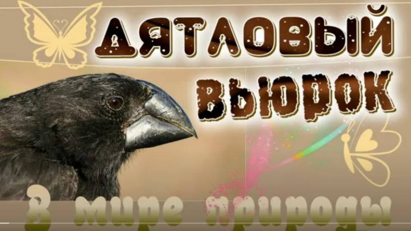 📗 "Дятловый вьюрок" ~ СЛАЙДЫ | РАССКАЗ Христианский для ДЕТЕЙ 👧☀️ В МИРЕ ПРИРОДЫ