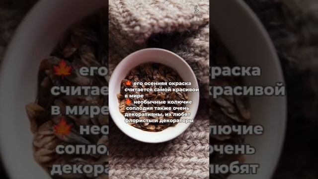 Ликвидамбар смолоносный - самое красивое дерево в осеннем саду