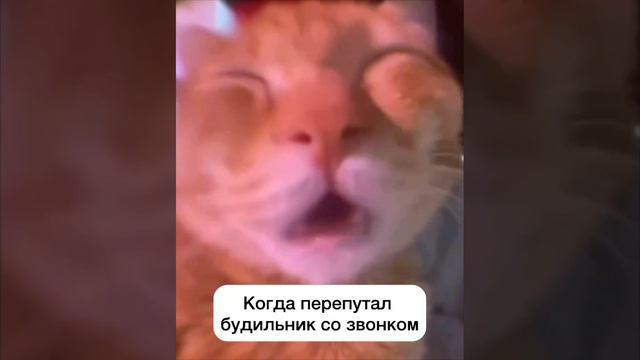 мемы про котиков