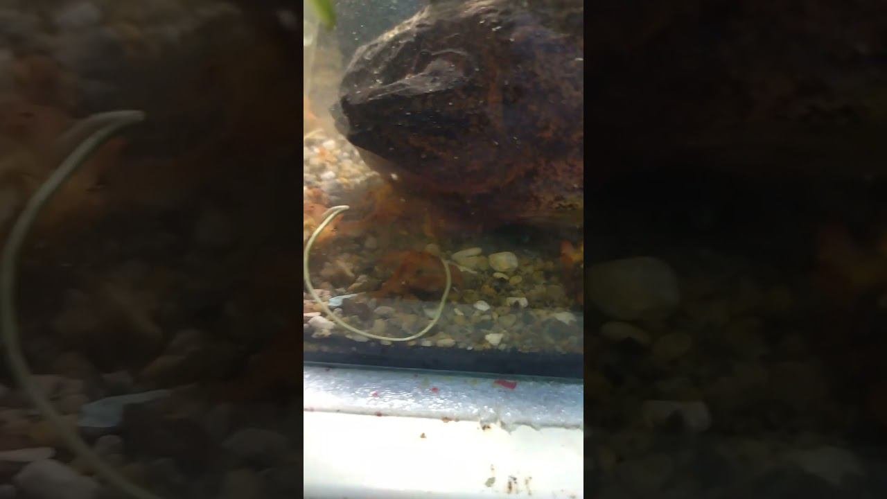 Не просто едят! Жрут! Мальки калифорнийского рака и мидия. #aquariumshow