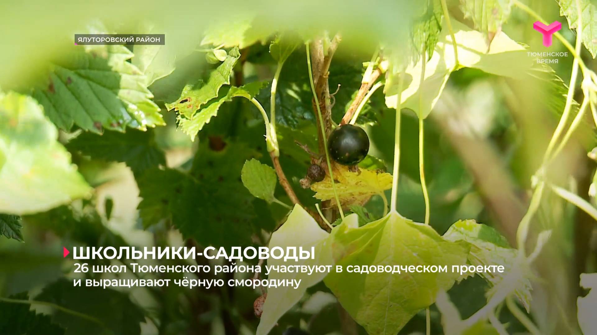 26 школ Тюменского района участвуют в садоводческом проекте и выращивают чёрную смородину