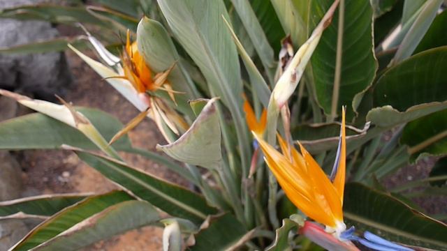 Birds of Paradise Plant