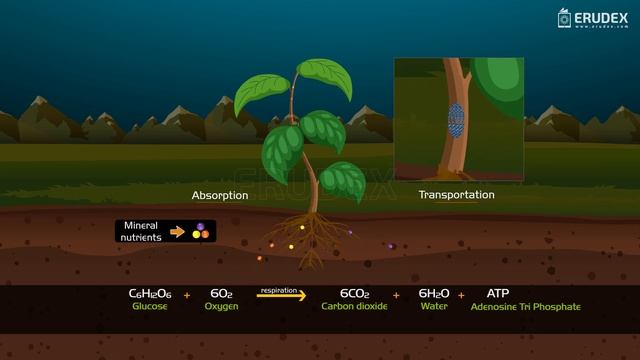 Class 7 Science RESPIRATION IN PLANTS - Erudex Learning App