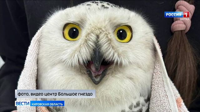 В кировском центре «Большое гнездо» спасли полярную сову