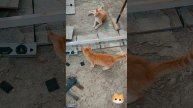 Коты укладывают плитку на даче