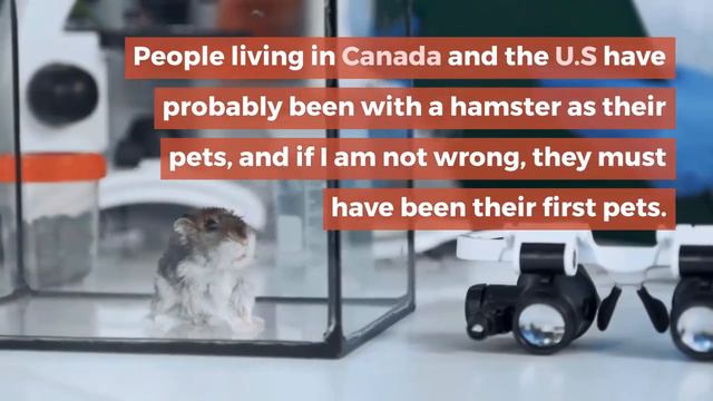 Where do hamsters live || Where do hamsters live in the wild? || Do hamsters still live in the wild