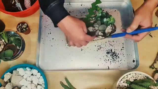 How to make an Succulent Arrangement on Bucket | How to Repot Echeveria Mini belle