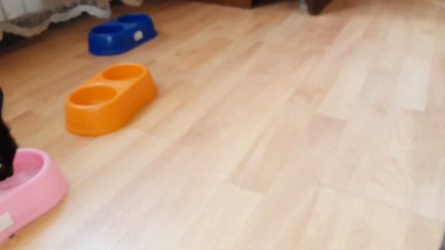Котенок найденыш.История появления кошечки Багиры в нашей семье.