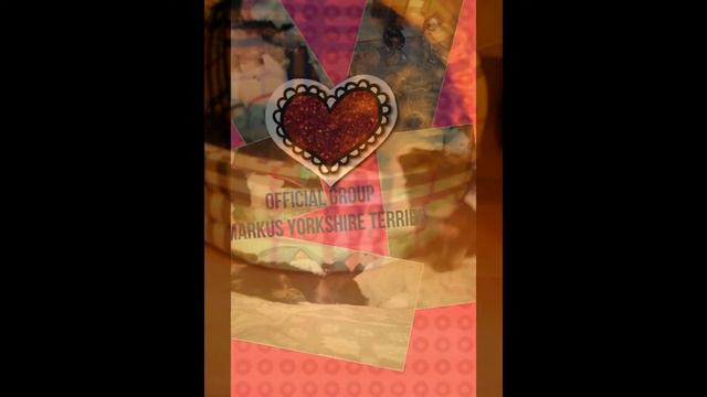 (°3°)Маркус:D