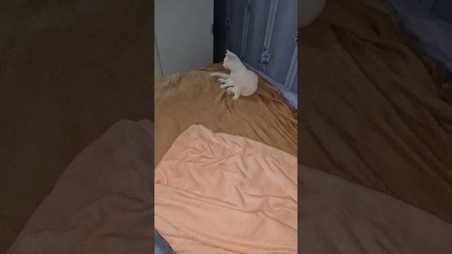 Кот ? Сашка проводит выходные с хвостиком))))