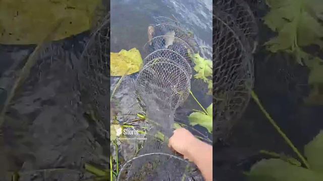 рыбалка на фидер.🐟.mp4