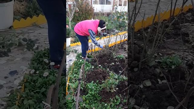 Сделайте так и ваши розы отлично перезимуют