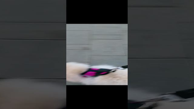 муха цеце