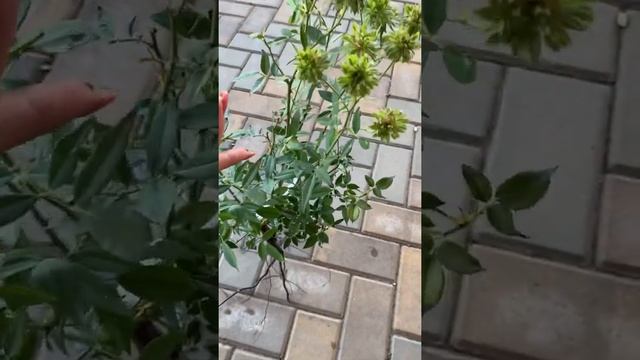 Настоящая зелёная роза ? Viridiflora?бенгальская роза 1743 г