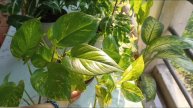 My secret of growing healthy & bushy money plants in water || Caretips for MM @leafylife550