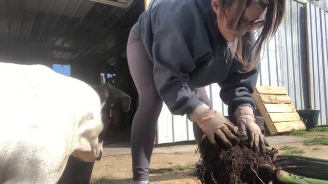 Separating & repotting Bird Of Paradise