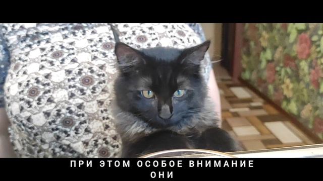 Ответы на Как кошки видят экраны устройств? Кузя и смартфон. Я хороший критик. I'm a good critic.