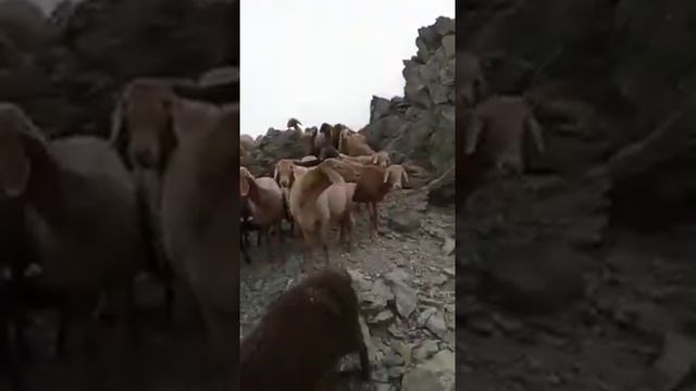 Овцы породы АРАШАН проход через перевал