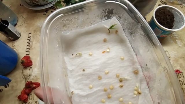 сажаю горький перец колокольчик