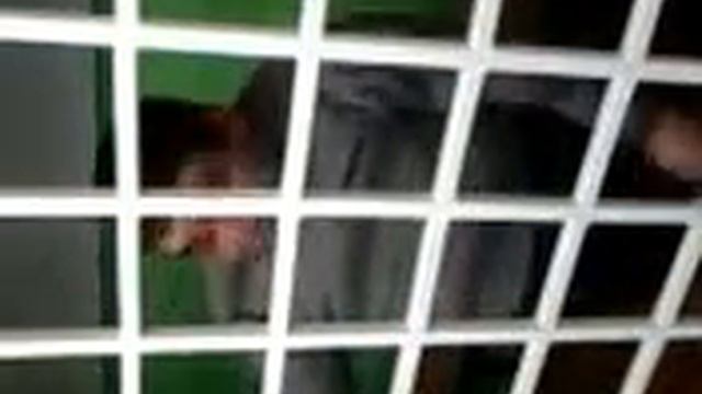 поет в обезьяннике