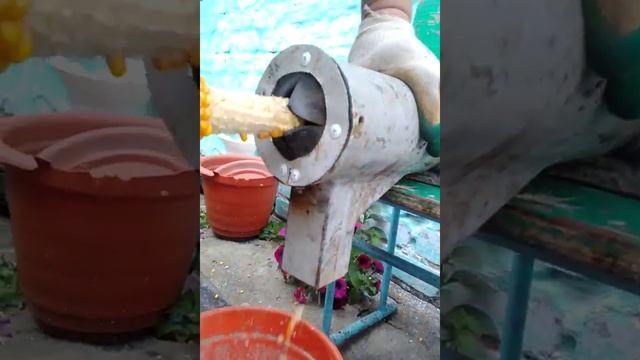 чем шелушить кукурузу.