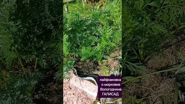 о морковке  лайф хак овка)
Вологодчина ГАЛИСАД