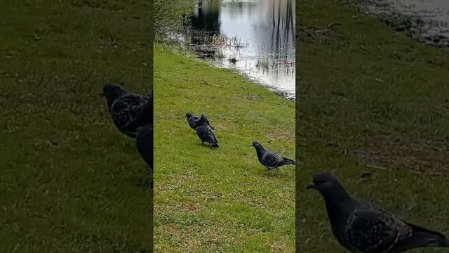 Утки и голуби у водоёма.Как же они  прекрасны!