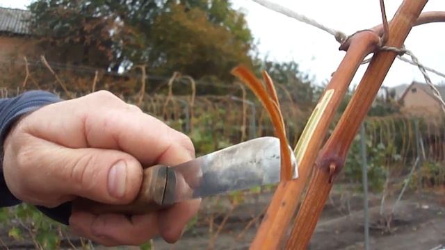 Проверяем побеги винограда после осеннего заморозка