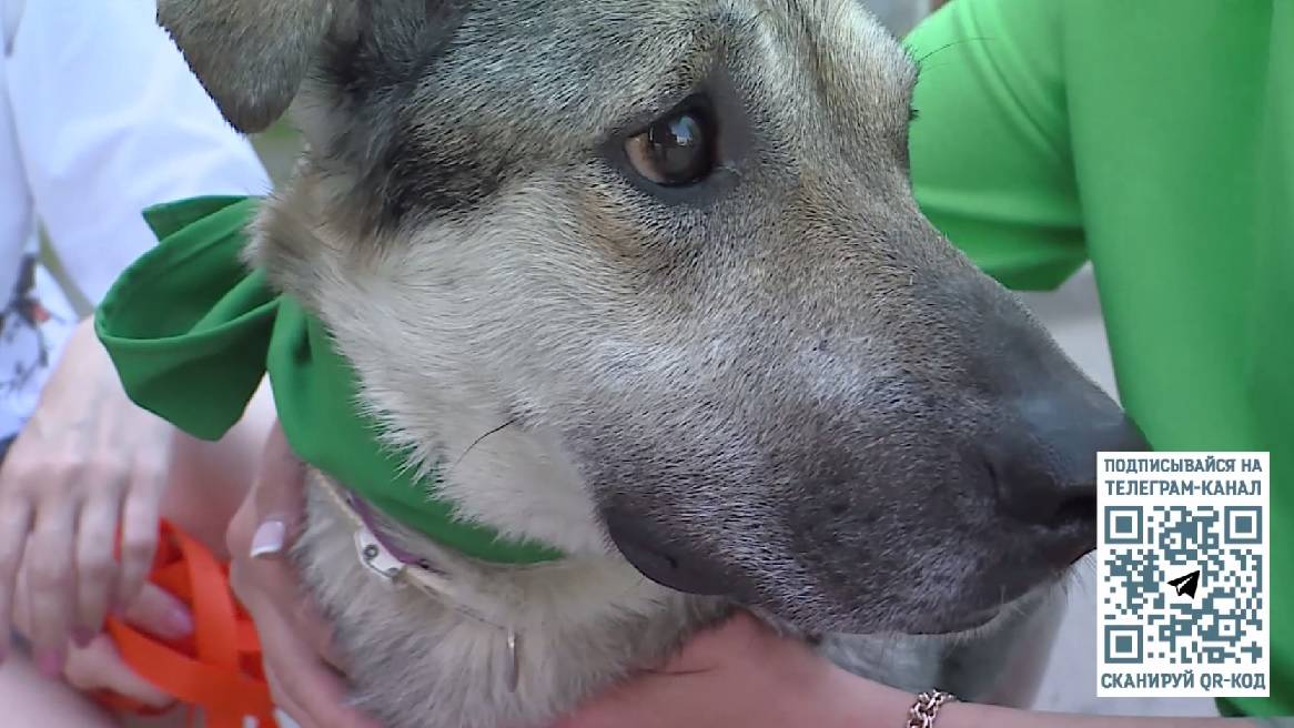 Дорога домой: спасённой собаке Люське и другим бездомным животным вологодские волонтёры ищут хозяев