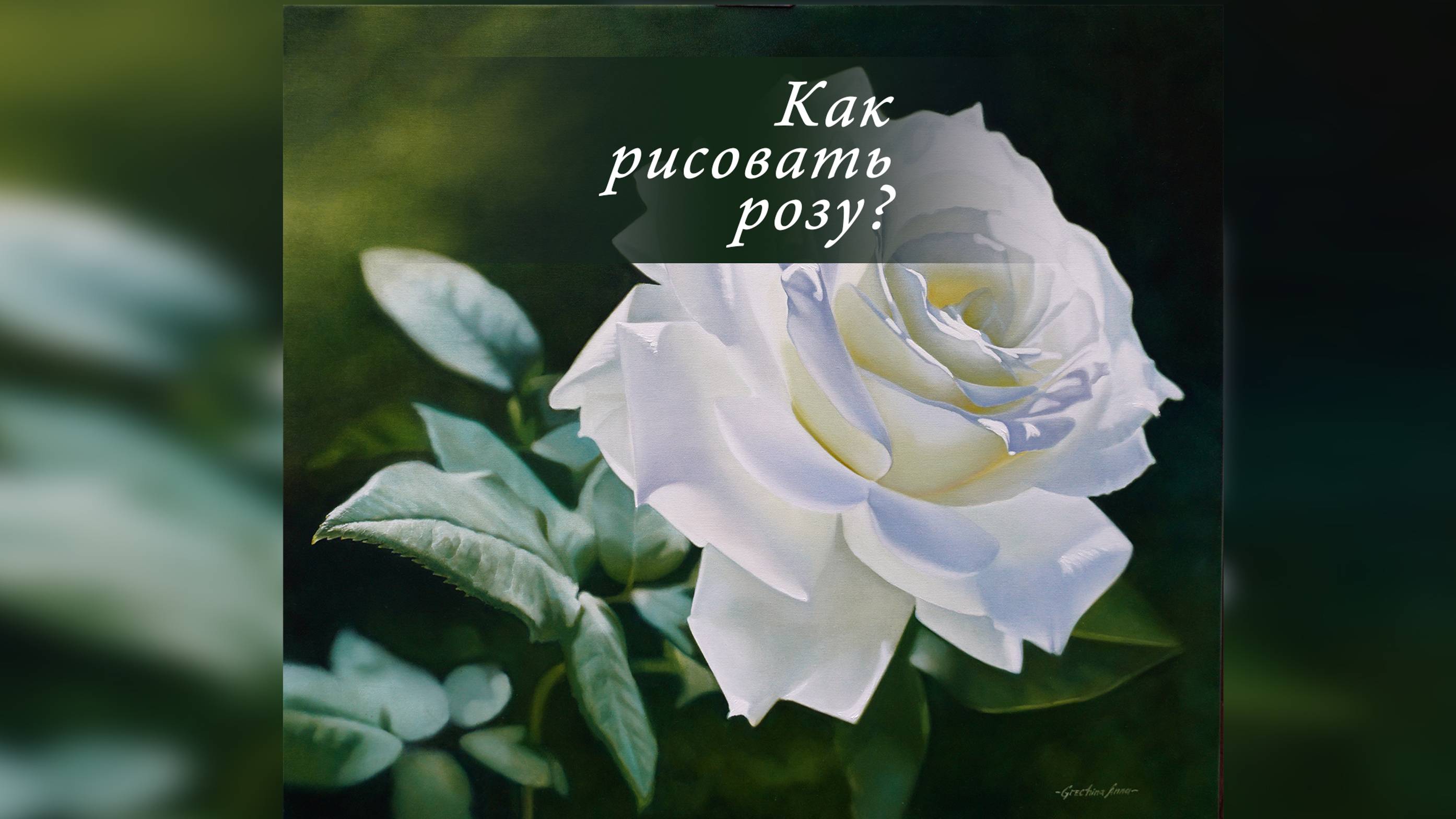 Как рисовать белую розу