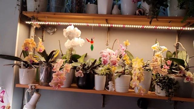 Освещение фаленопсисов. Лампы которые я использую.