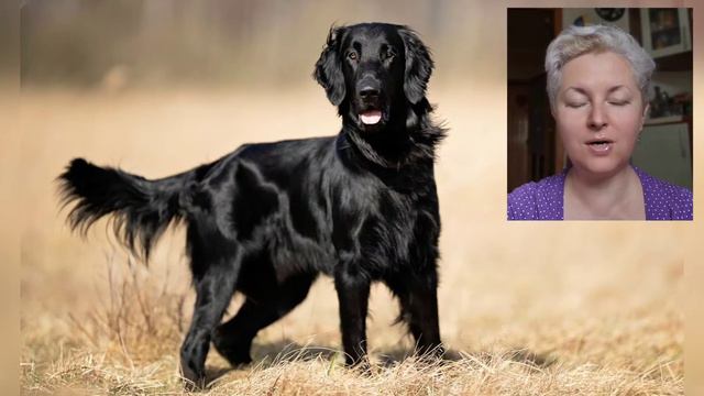 🐕📝🐾 6 видов ретриверов
