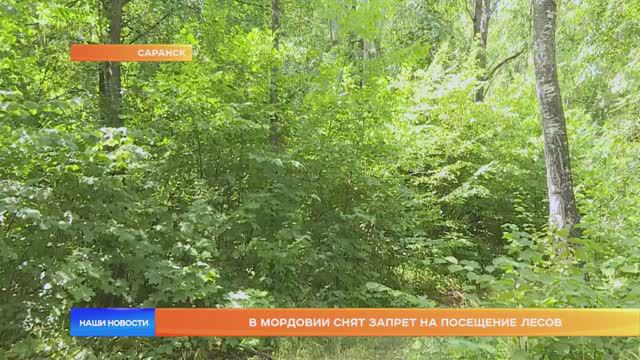 В Мордовии снят запрет на посещение лесов