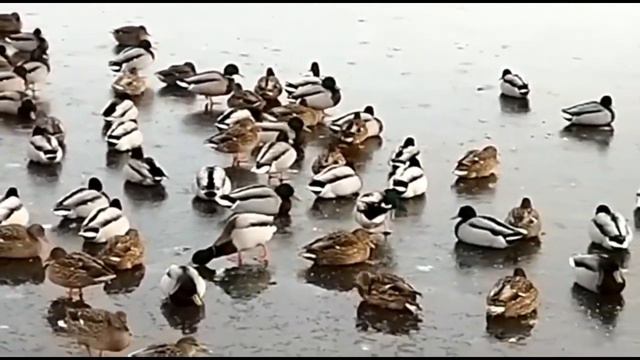 Замёрзшие реки, лебеди на льду