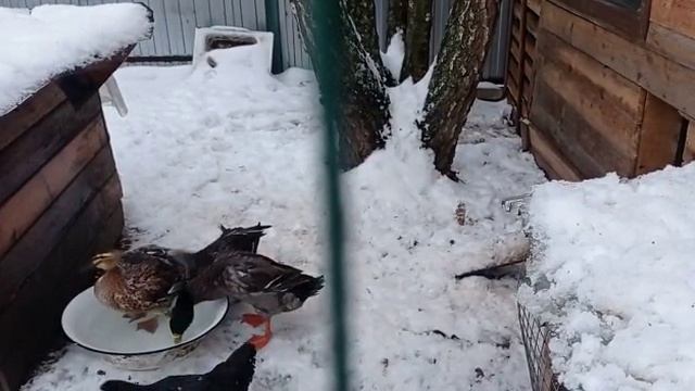 Водные процедуры