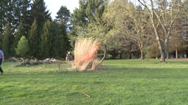 Pampas grass pruning.