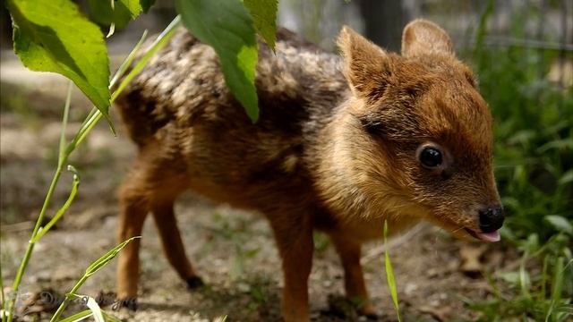 Пуду карликовый оленьPudu dwarf deer