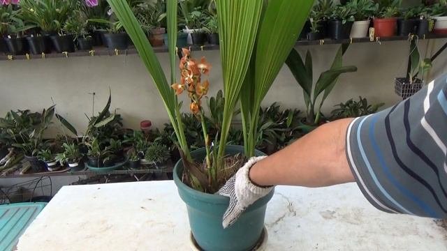 Orquídea Neomoorea wallisii
