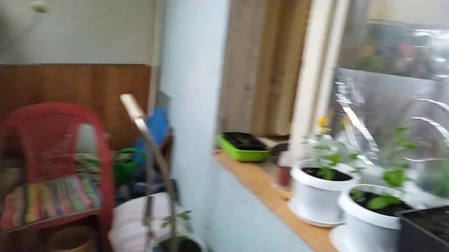 Обработка растений от вредителей. Огород в квартире.