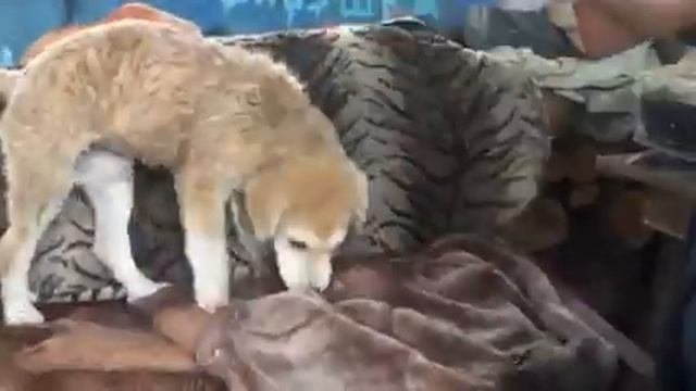Команда охранять Сучке 2,5 месяца