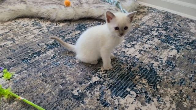 Lilac and Blue Point with Lynx Siamese and Balinese kittens