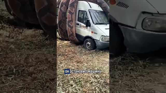 Водитель Ниссана после сервиса обнаружил в салоне своей машины змею