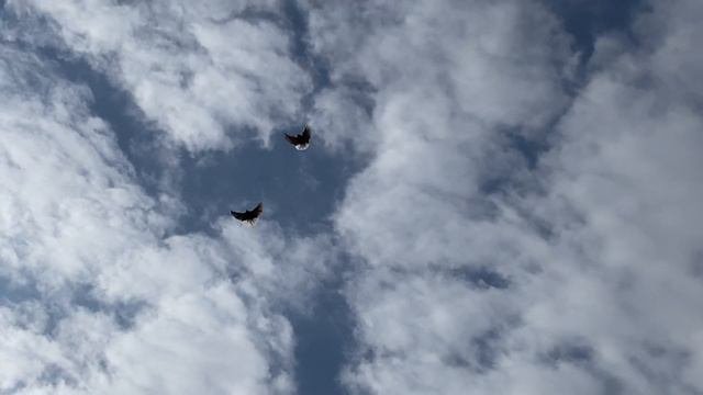 Мелитопольские голуби. Будем помнить…