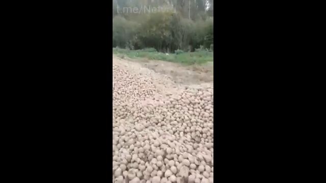 Картошку свалили гнить на поля в Раменском районе Московской об! Лучше выкинут, но людям не дадут..